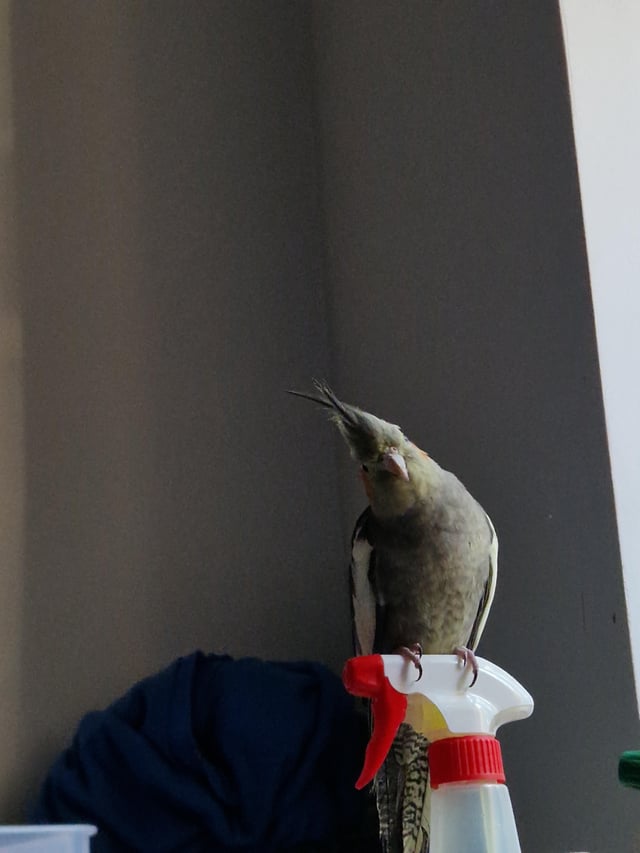Lost Bird in Poznań
