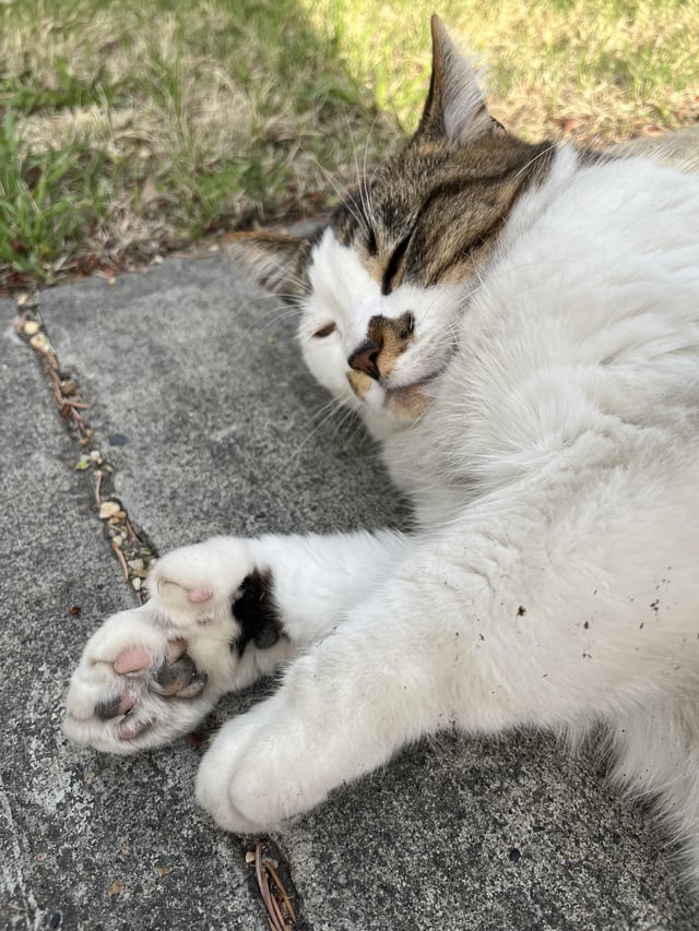 Found Cat in Edmonton