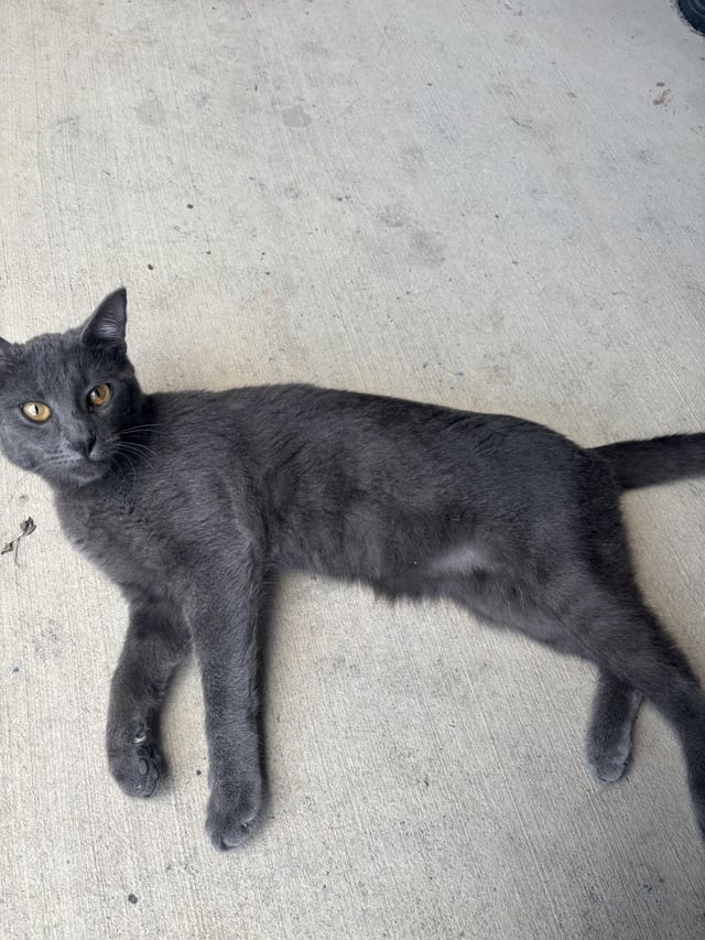 Found cat