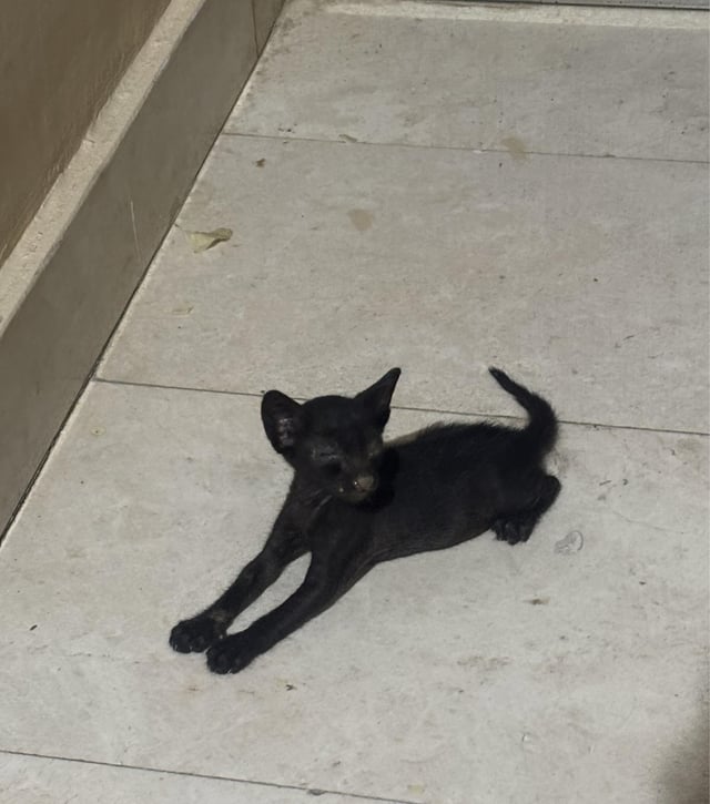 Found Kitten in Sur