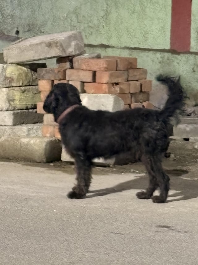 Found dog
