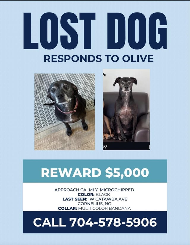 Lost Dog in Cornelius