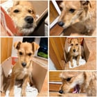 Found dog