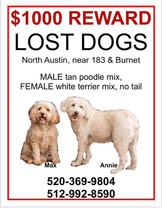 Lost Dog in Austin