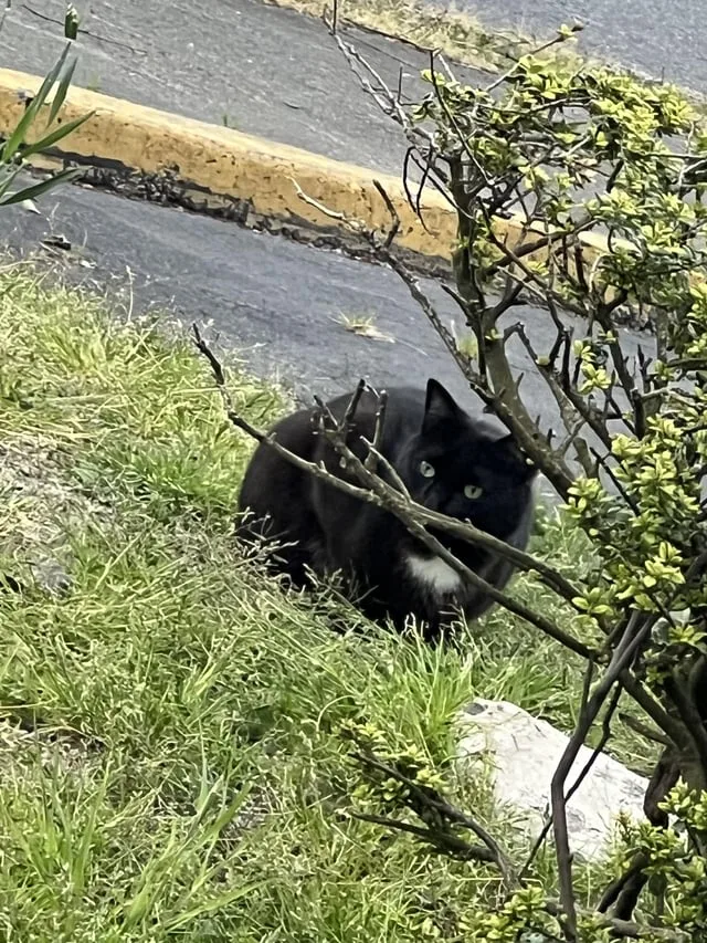 Found cat