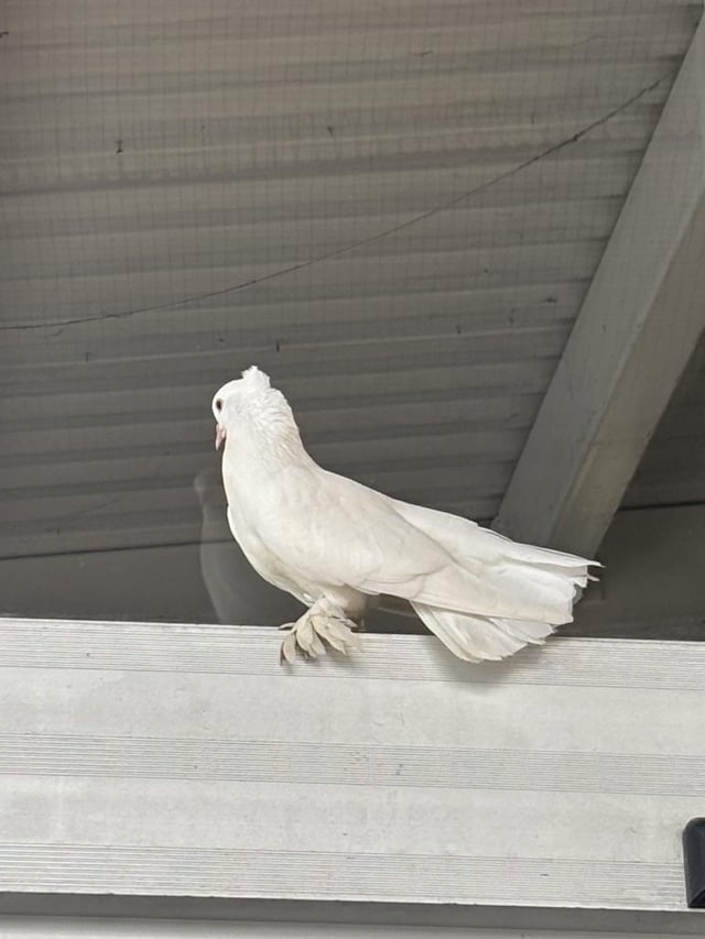 Found bird