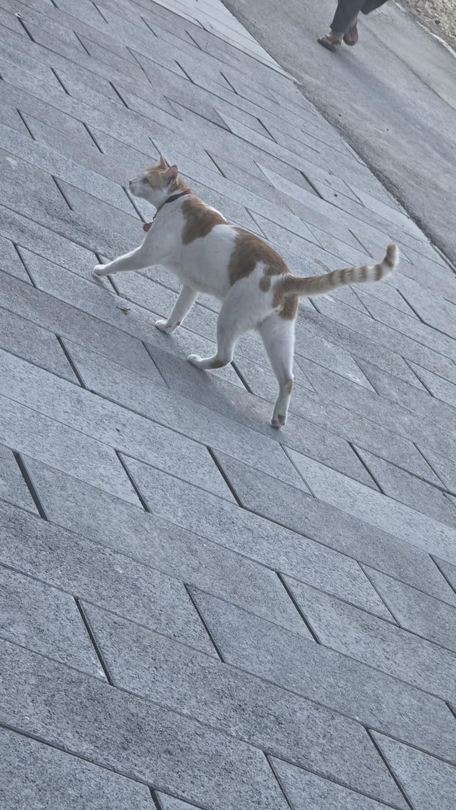 Found cat
