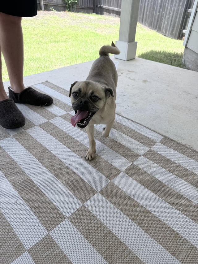 Found dog