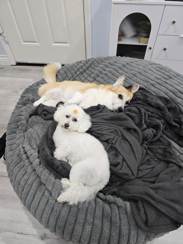 Lost dog