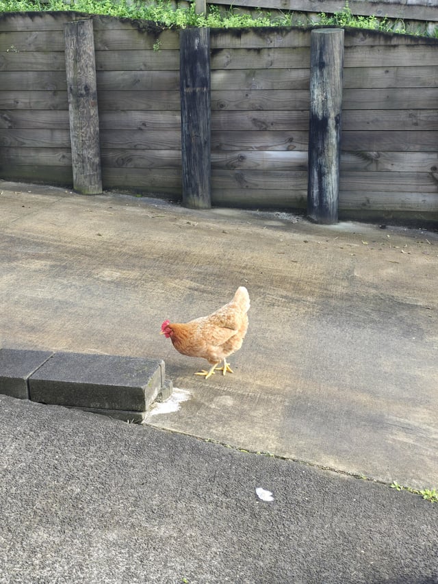Found bird
