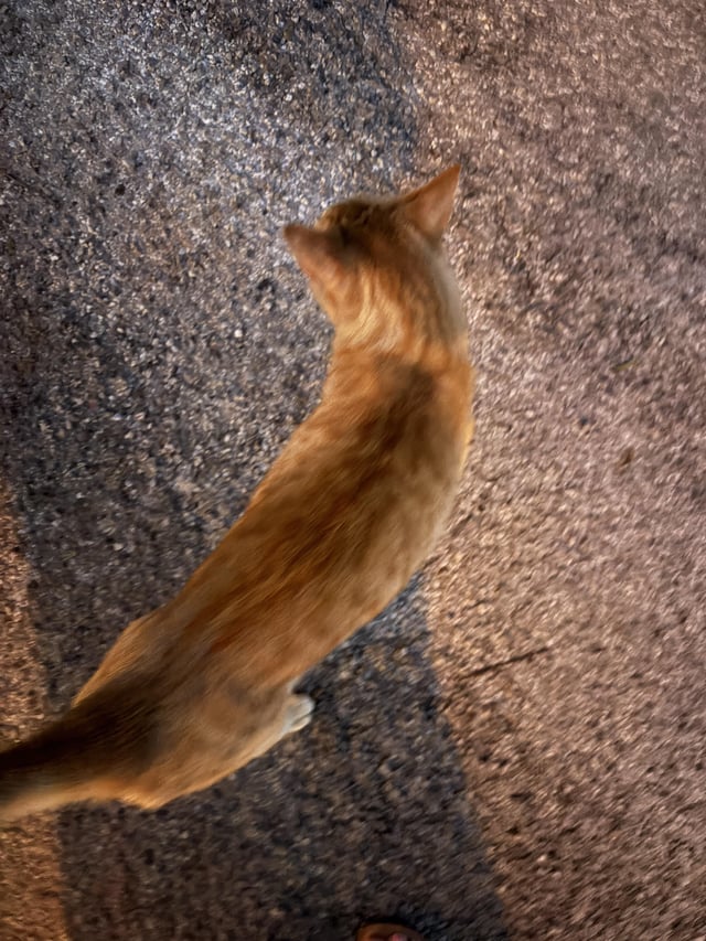 Found Cat in Yellow Springs