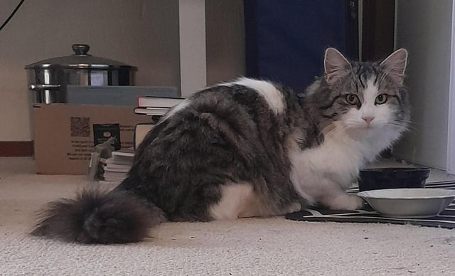 Found cat