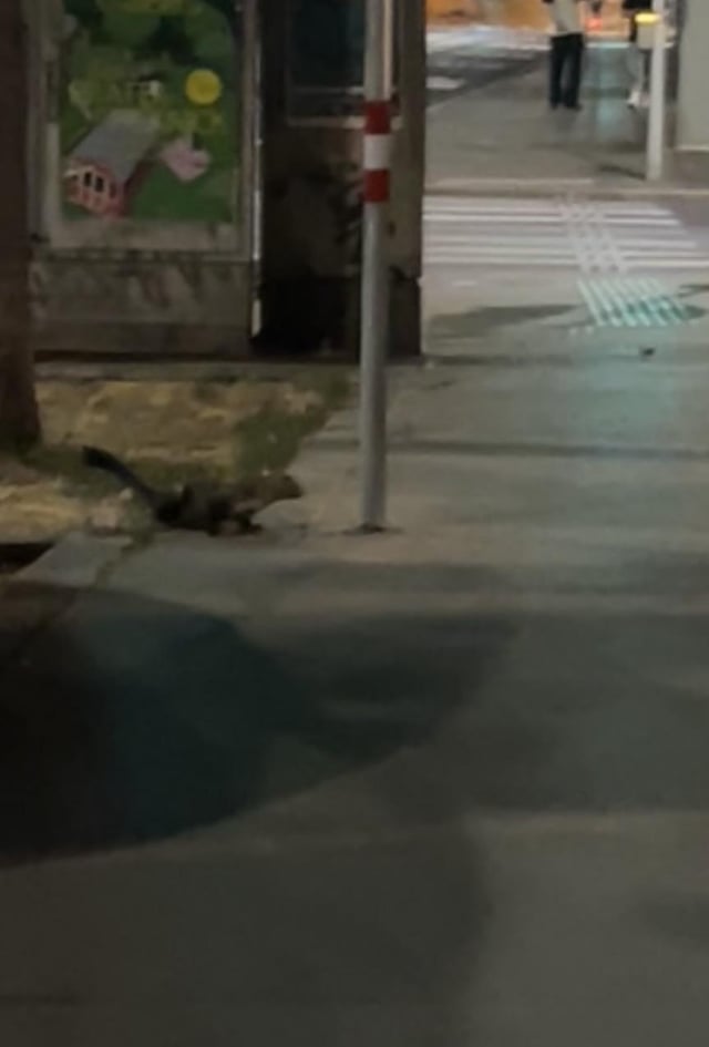 Found ferret