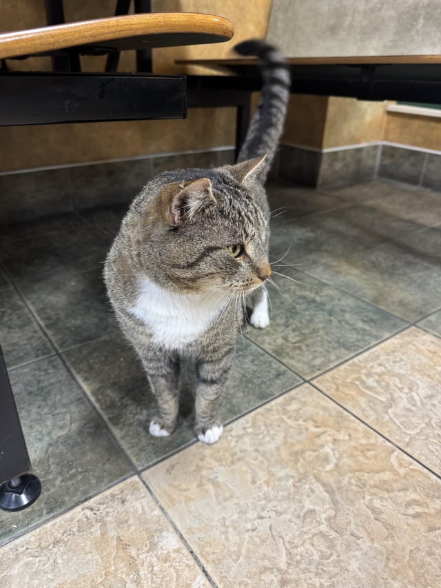 Found cat