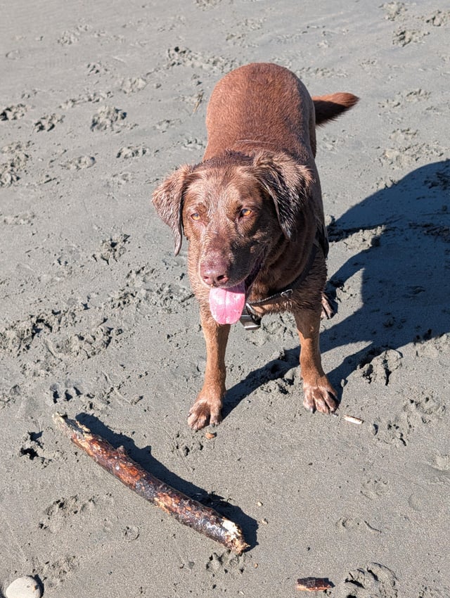 Lost Pet in Kentucky