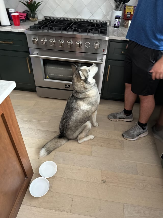 Found dog