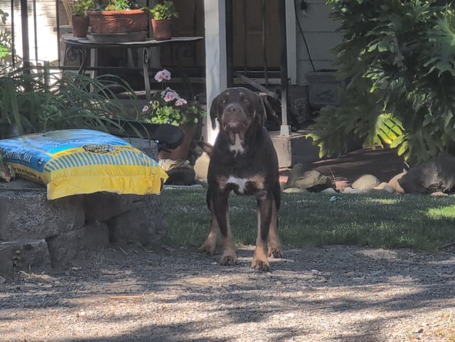 Found Dog in Shoreline