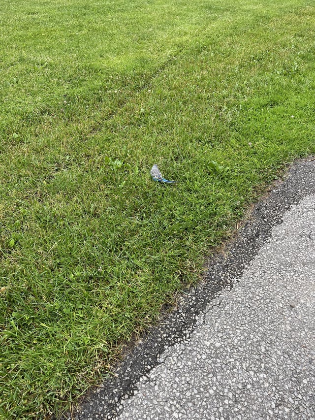 Lost Bird in Glendon College Campus Field