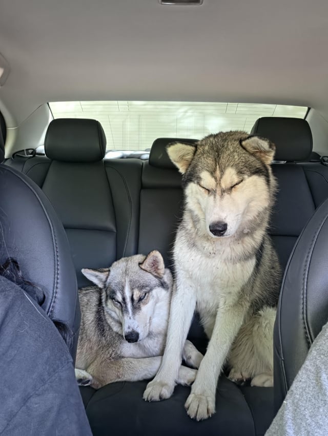 Found dog