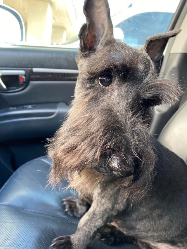 Lost dog