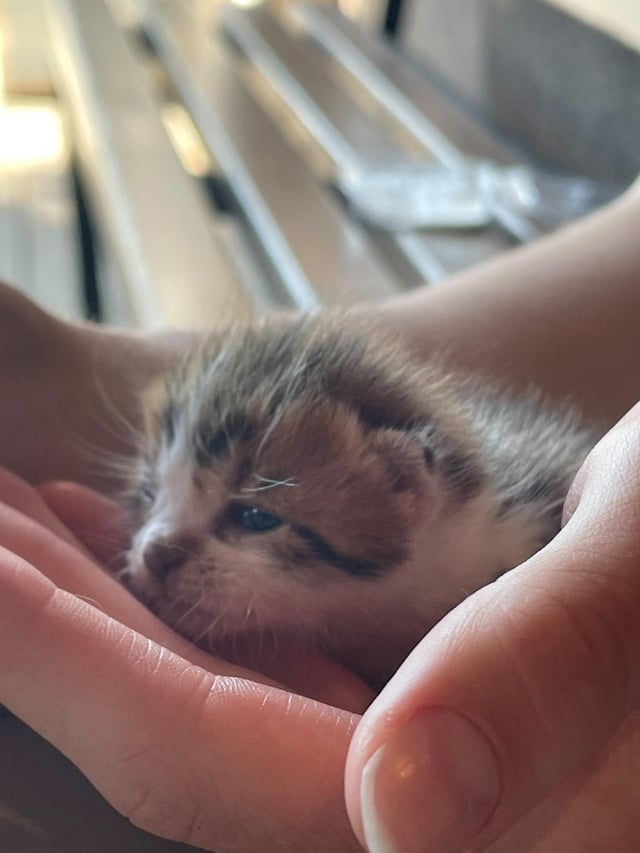 Found Cat in Belgrade