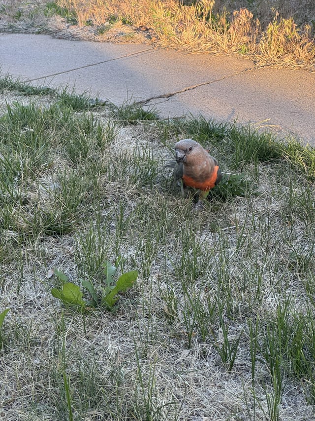 Found bird