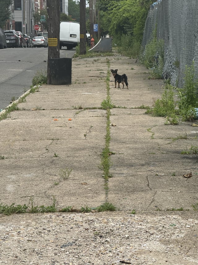 Found Dog in Philadelphia