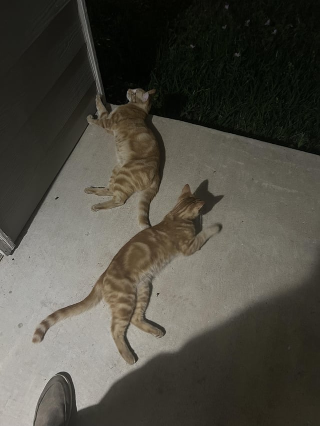 Found cat
