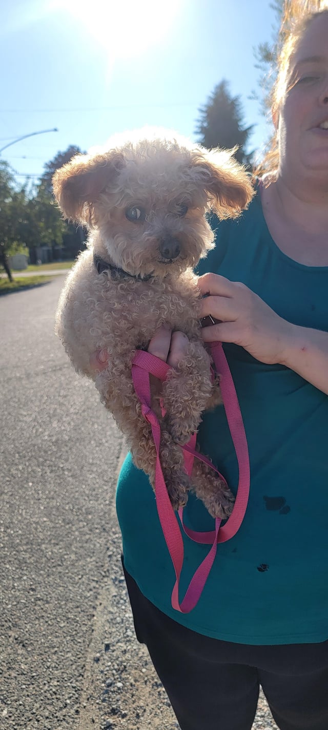 Found dog