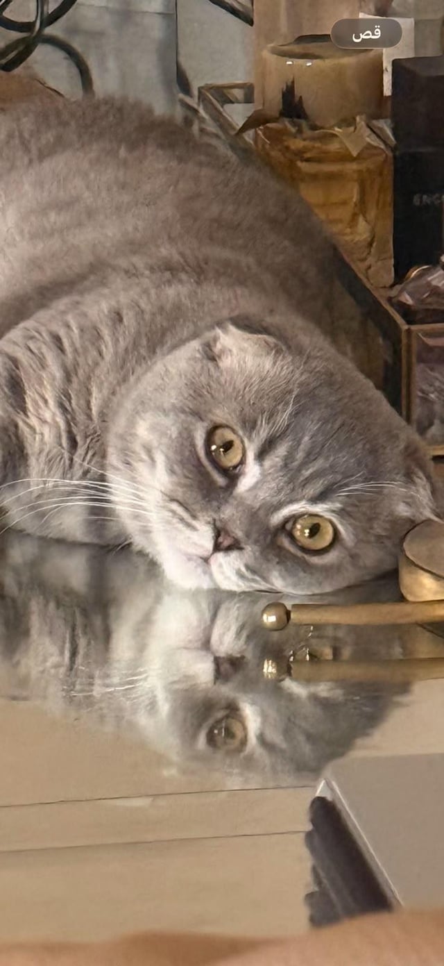 Found cat