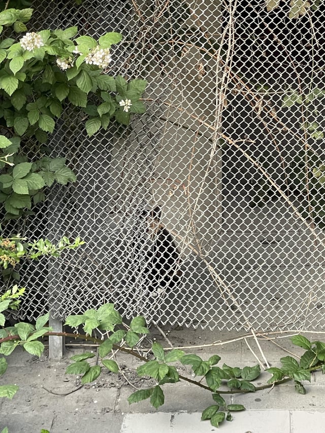 Found cat