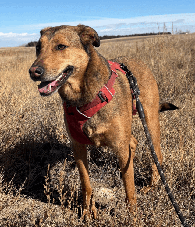 Lost dog