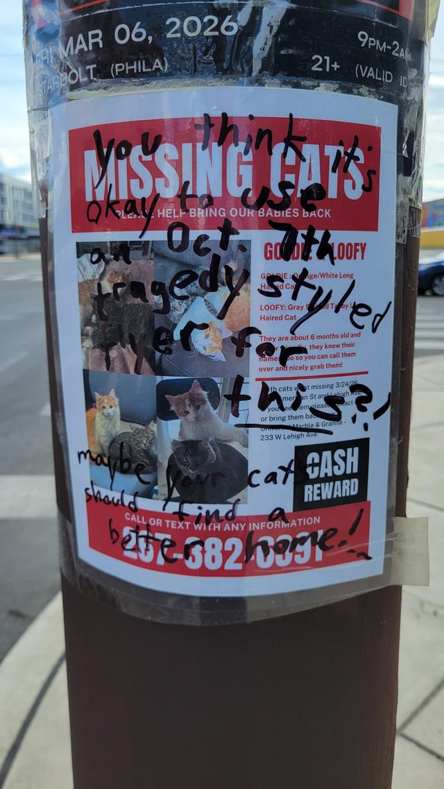 Lost cat
