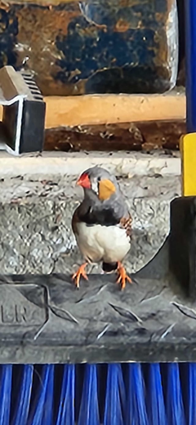 Found bird