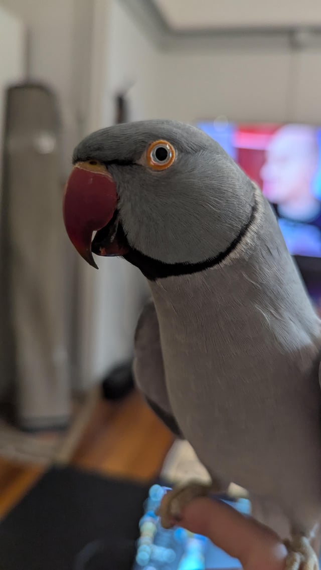 Lost bird