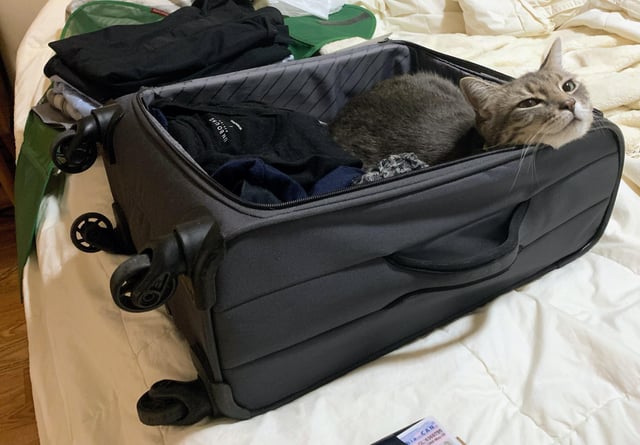 Lost Suitcase in Seattle