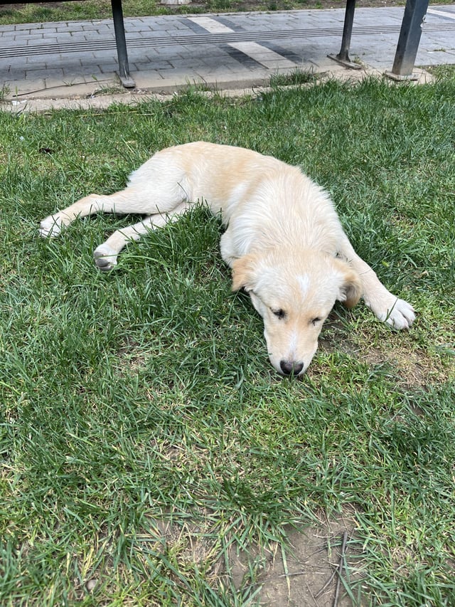 Found Dog in Izmir