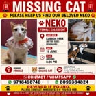 Lost cat