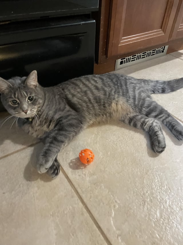 Lost cat