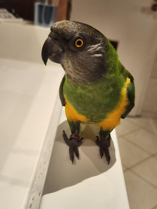 Lost Bird in Frankfurt