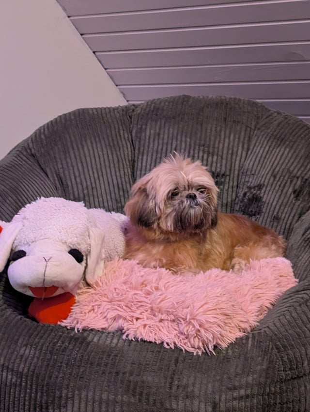 Found dog