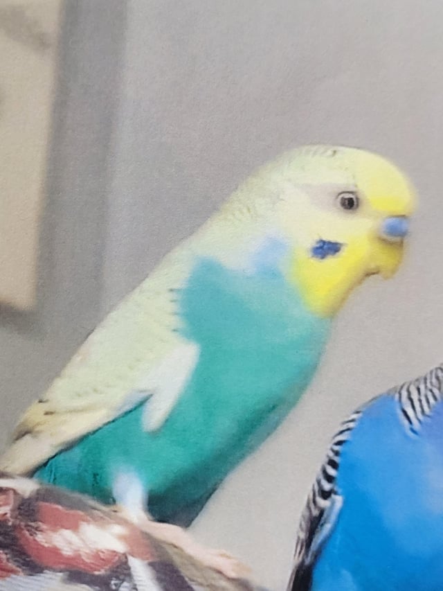 Lost pet