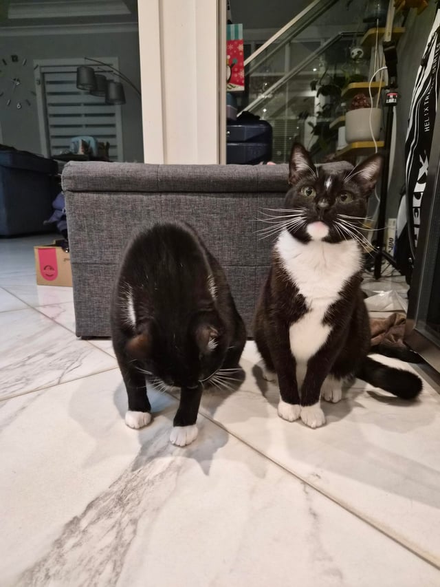 Lost cat
