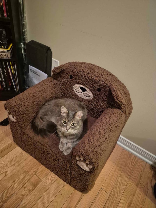 Lost pet