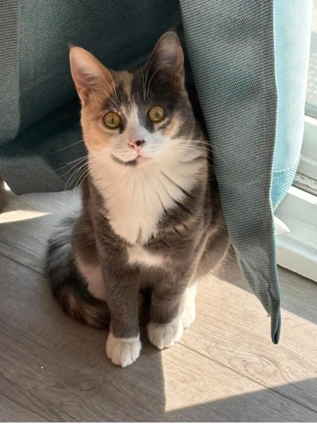 Lost Cat in Kameyosek