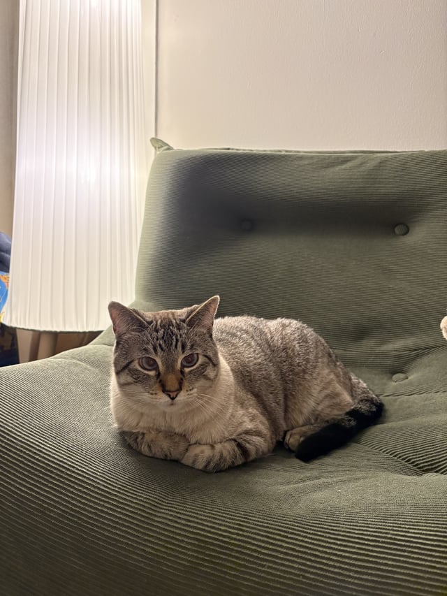 Lost pet