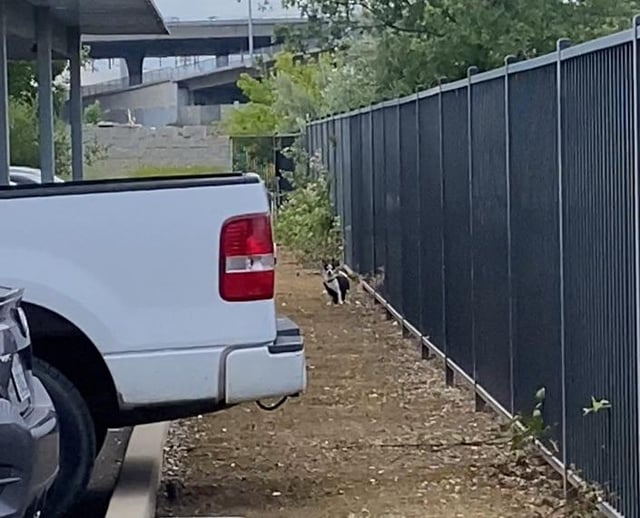Lost Dog in Sacramento