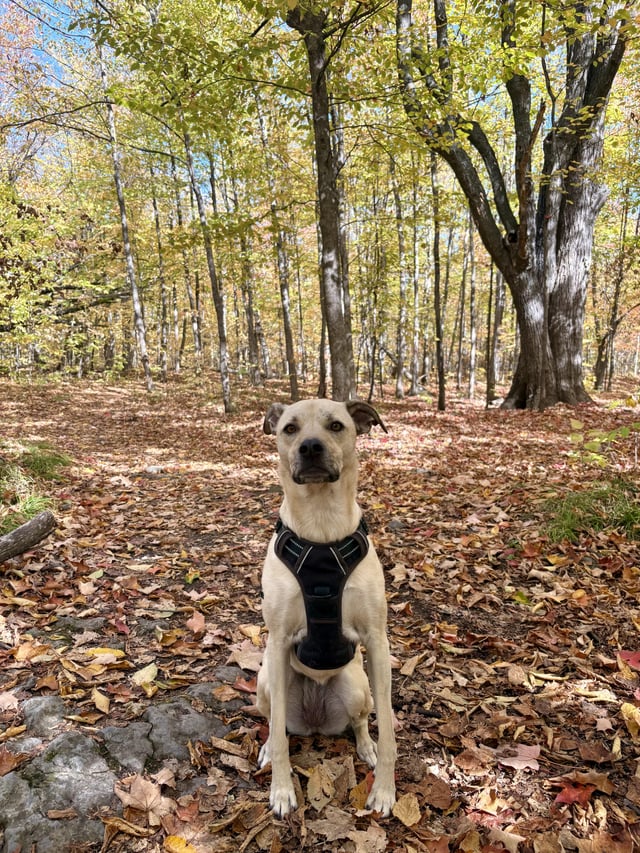 Lost pet