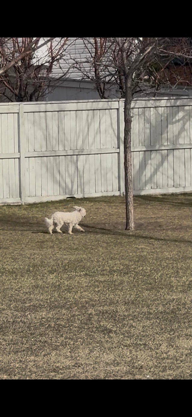 Lost Pet in Calgary