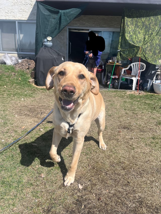 Found pet